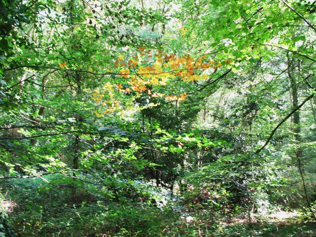 Deep in the trees on Arbrook Common © Mike Quinn cc-by-sa/2.0 ...