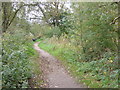 Footpath around Martins Pond