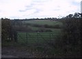 Field near Glympton