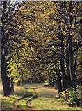 SE4329 : Autumnal avenue, Ledston Park by David Pickersgill