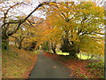 Beech-lined lane near Machen