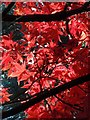 SX9193 : Maple leaves by the Pinetum by Derek Harper