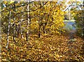 Autumn colours alongside Lubbesthorpe Way