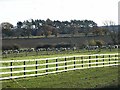 Sheep at Fieldhead