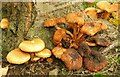 Fungus near Downpatrick