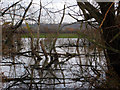 Wetlands by the River Trent at Shelford, Nottingham