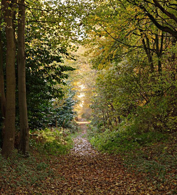 Heath Wood © Jerry Evans :: Geograph Britain and Ireland