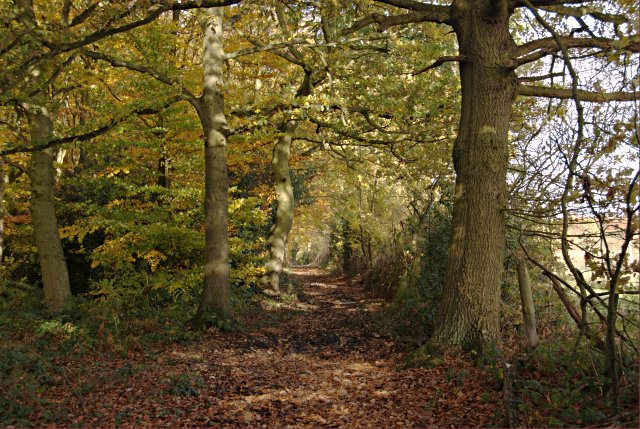 Robin Wood in autumn