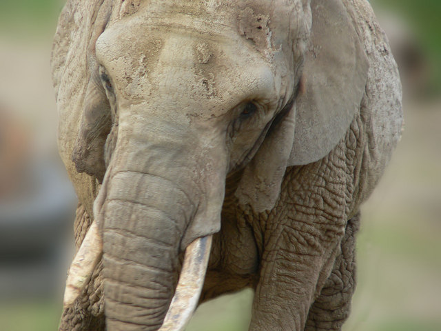 An elephant at Paignton Zoo