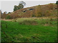 Bracken and trees