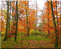 Linton Wood in Autumn 1