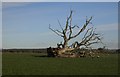 NY1568 : Fallen Tree by Colin Kinnear