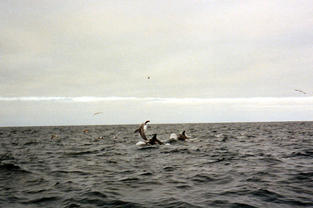 Dolphins at play
