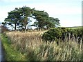 Pine trees near High Southward Edge