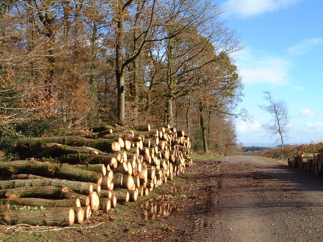 Oak logs in Chepstow Park Wood