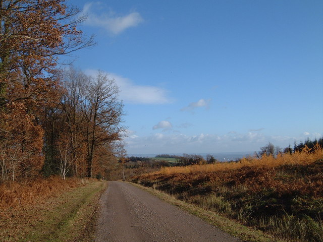 View towards Pen-y-Parc in Chepstow Park Wood