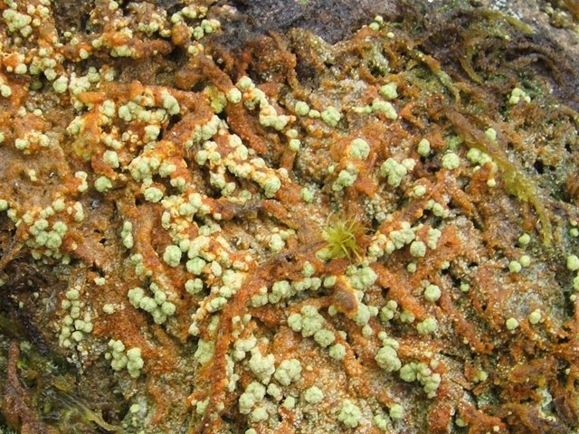 A lichen - Trapeliopsis pseudogranulosa