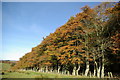 Woodland above High Brocklar