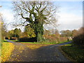 Holbeck Woodhouse - Lane Junction