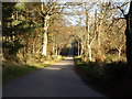 Road through Cothiemuir Wood