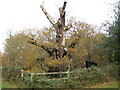 Burnham Beeches: Druids Oak