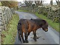 NY3532 : Pony at Mosedale by Oliver Dixon