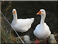 Geese on Sydling Water