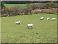 SH5253 : Sheep grazing in Dyffryn Nantlle by Eirian Evans