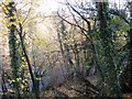 Trees and River Swale