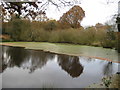 Littleworth Common: The eastern pond