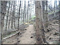 NH7383 : Footpath Climbing up Through Cambuscurrie Woods by Sarah McGuire
