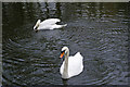 Mute Swans, Hampstead Ponds, London NW3