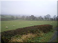 Sheep in pastures near Llanwrtyd Wells