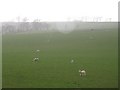 Lambs, North Synton