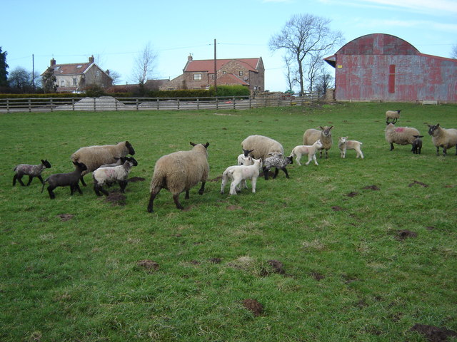 Farm  just  North of  Ryton  Bridge