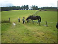 Horse Paddock Near the Trentham Hotel