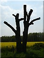 SK6742 : Dead trees on the Trent Valley way near Shelford by Andy Jamieson
