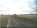 Between marsh and farmland - minor road east of Pentre-traeth