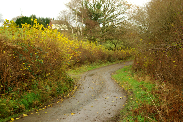 Looking East along the lane