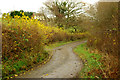 Looking East along the lane