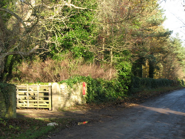 Lane in Healey