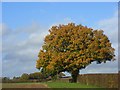 Oak, Wargrave