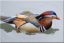 TQ2277 : Mandarin Duck, Barnes Wetland by N Chadwick