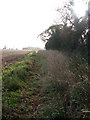 View south along a field boundary hedge