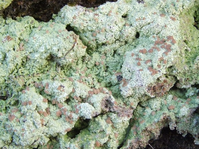 A lichen - Baeomyces rufus