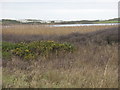 View across reed beds to Llyn Maelog lake