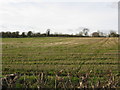 Hillside near Hamnish Clifford