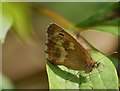 Gatekeeper (Pyronia tithonus), Ruspidge, Forest of Dean