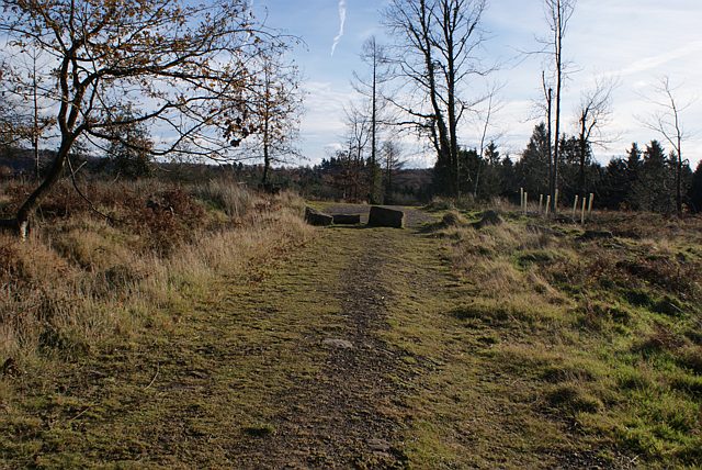 Forest track, Forest of Dean