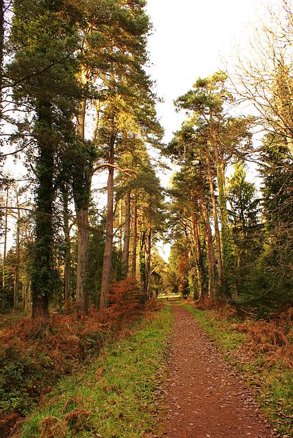 Avenue of pines, near Speech House, Forest of Dean
